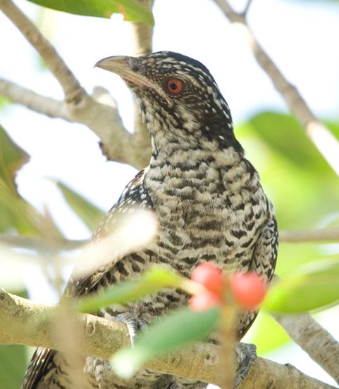 eudynamys scolopacea