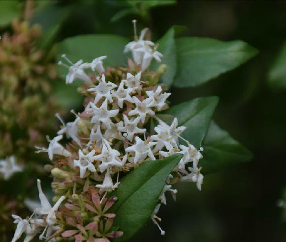 phyllanthus myrtifolius (wight) müll. arg.