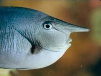  p>短喙鼻鱼,又称短吻鼻鱼, a target="_blank" href="/item/俗名