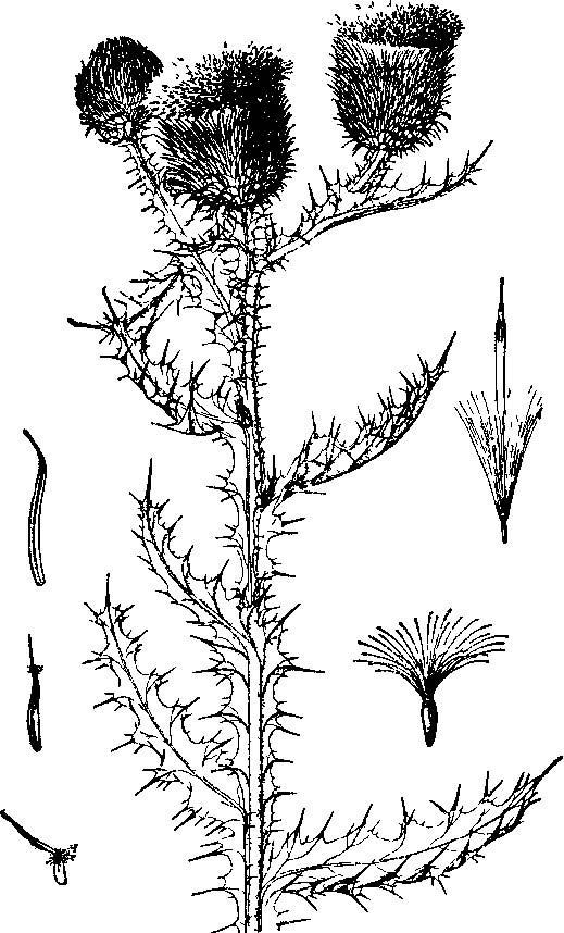 olgaea tangutica
