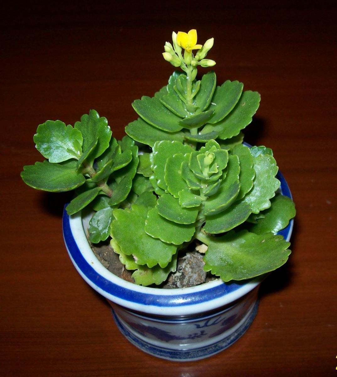  p>矮生伽蓝菜(拉丁学名: i>kalanchoe blossfeldiana  /i>poelln.