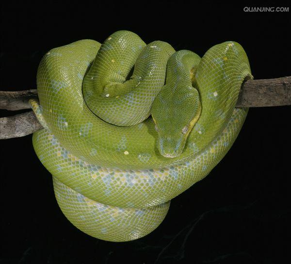  p>绿树蟒 i>(学名:chondropython viridis) /i>产于新几内亚,印度尼