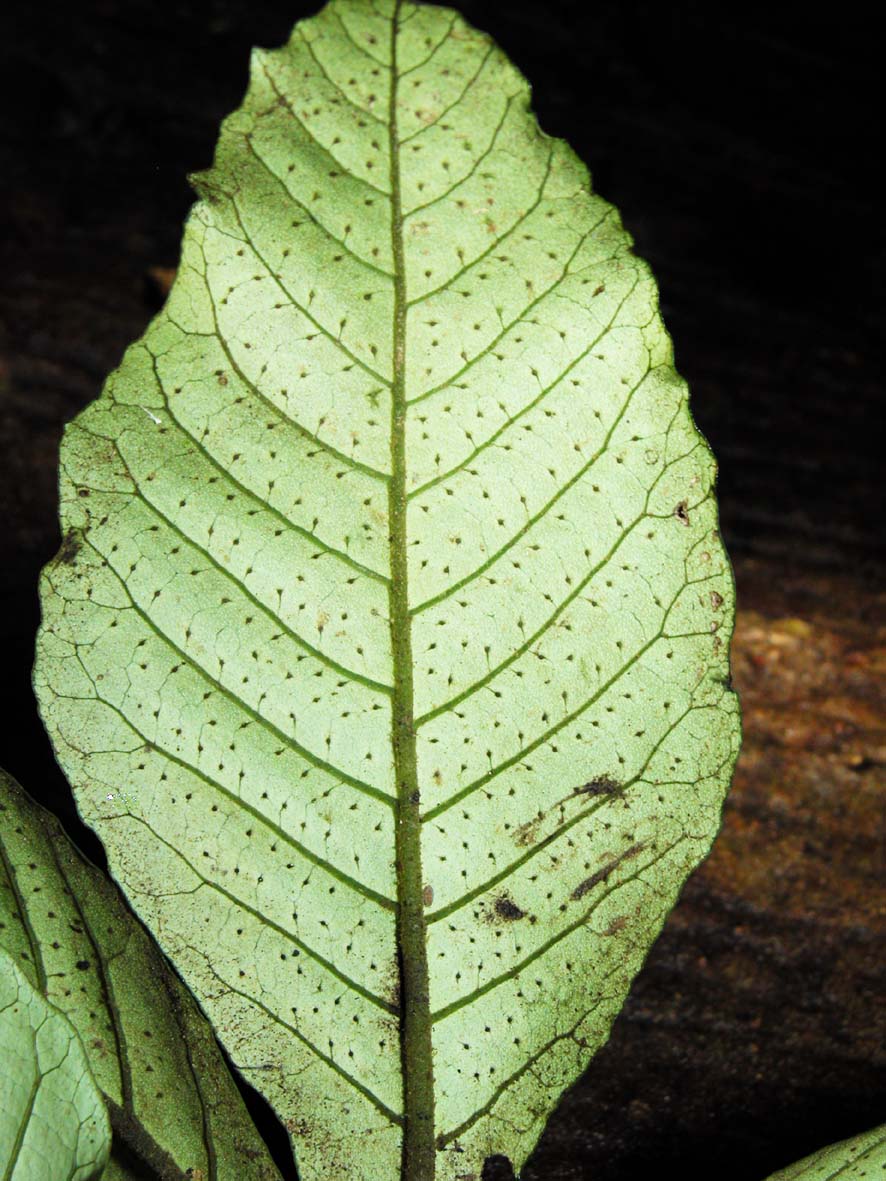  p>天星蕨(学名: i>christensenia assamica /i> (griff.