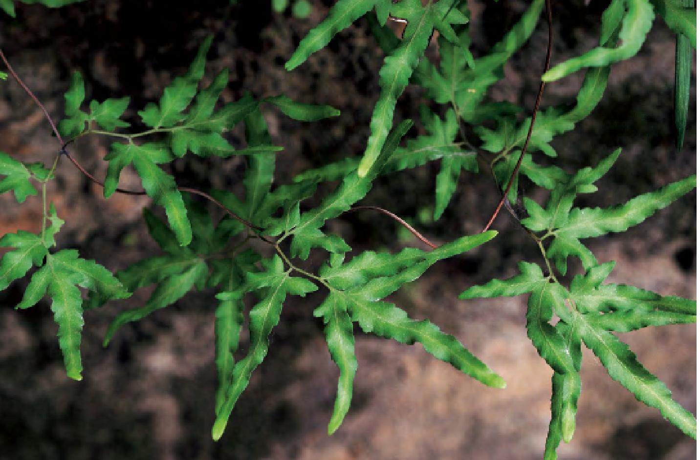  p>曲轴海金沙( a href="#" data-lemmaid="8074290">学名 /a>