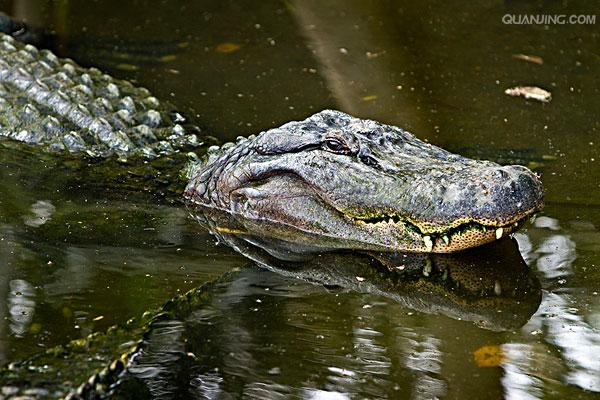  p>美国短吻鳄(学名: i>alligator mississippiensis /i>),又称密河鳄