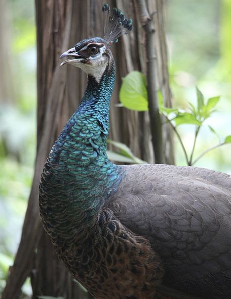  p>蓝孔雀(学名: i>pavo cristatus /i>):体长90-230厘米,翼展130-160