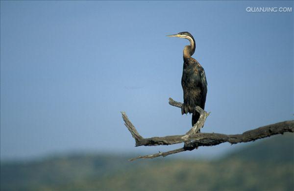 href="/item/水鸟/81986" data-lemmaid="81986">水鸟 /a>,颈细长如蛇