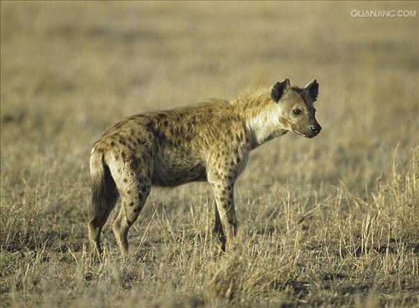  p>斑鬣狗(学名: i>crocuta crocuta /i>):又名斑点鬣狗,体长约95-160