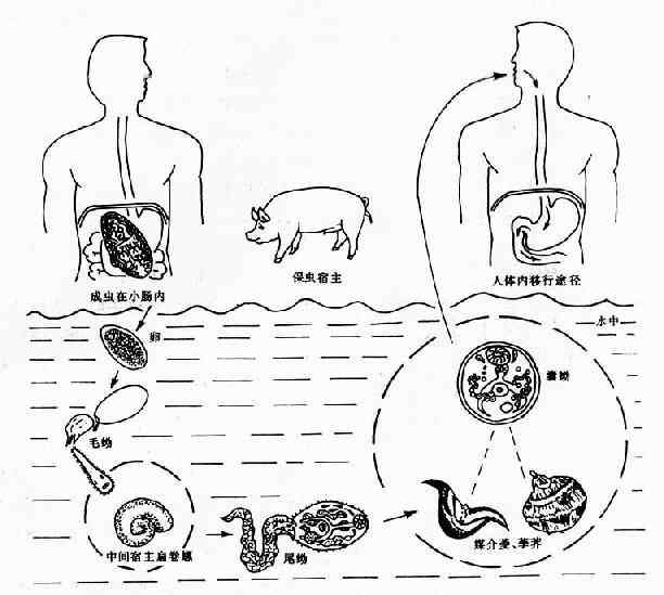 布氏姜片虫