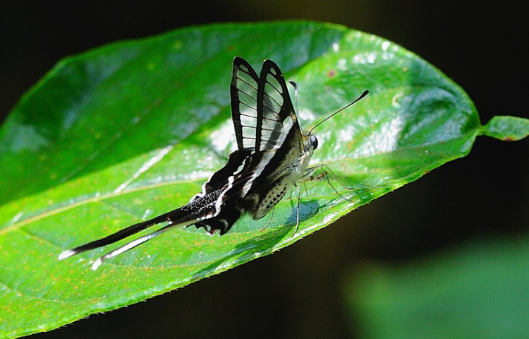  p>旖凤蝶(iphiclides podalirius(linnaeus)是凤蝶科下的一种动物.