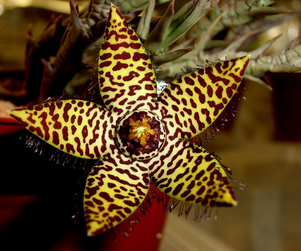  p>豹皮花属( i>orbea /i> haw.