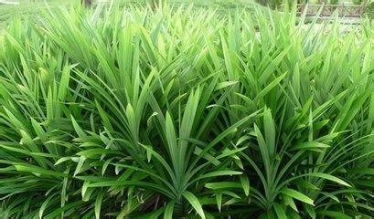 露兜草(原变种)