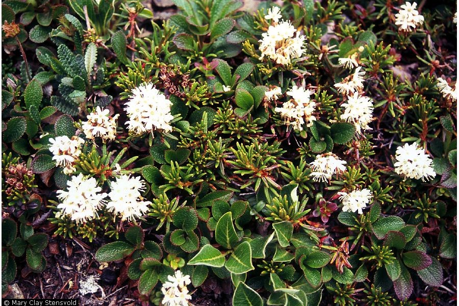 decunbens ait),杜鹃花科,杜香属,变种与原变种的区别在于植株更矮小