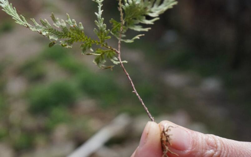  p>缅甸卷柏,土生或石生,匍匐茎长10-20厘米,直立能育茎高5-15 (-25)
