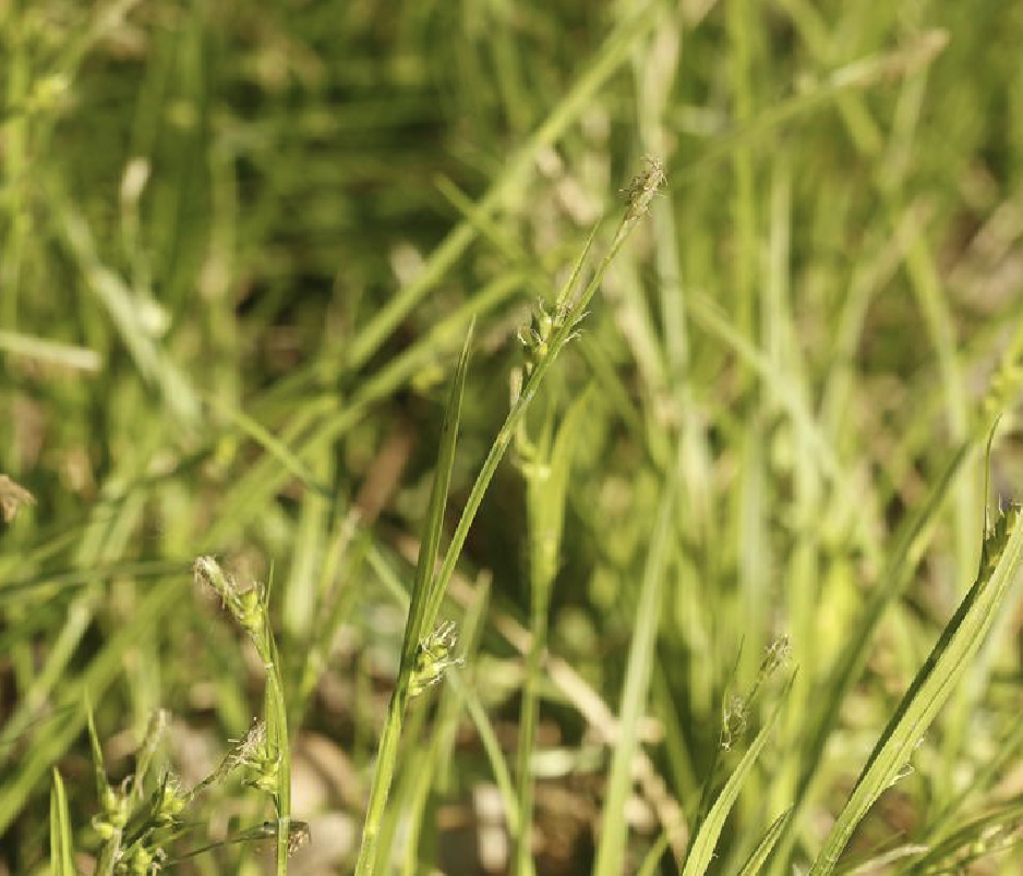  p>涝峪薹草(学名: i>carex giraldiana /i> kukenth.