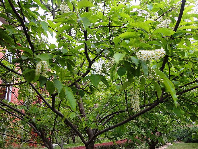 稠李(学名: i>padus racemosa i> (linn.) gilib.