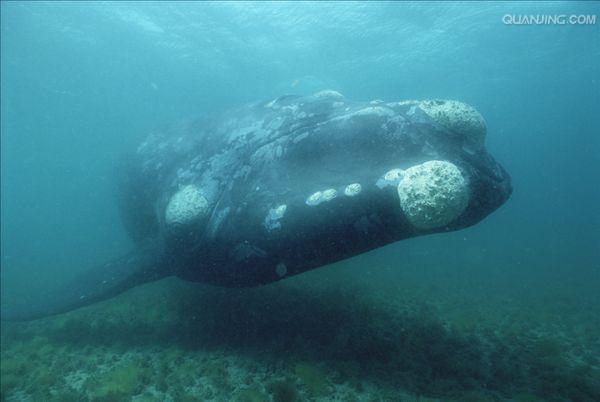  p>南露脊鲸(学名: i>eubalaena australis /i>)是露脊鲸科,露脊鲸属