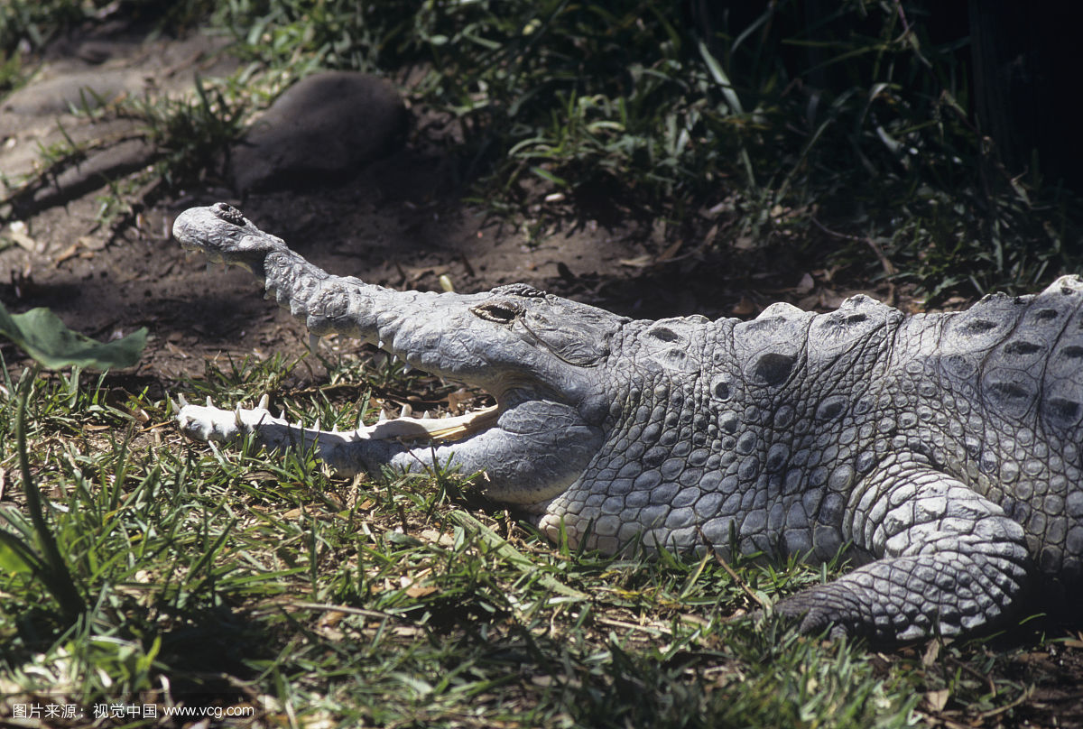 intermedius  /i>(graves, 1819),是鳄科鳄属的一种大型淡水鳄鱼
