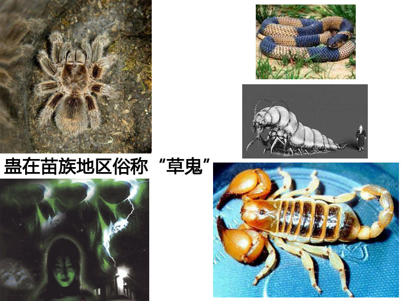 苗蛊
