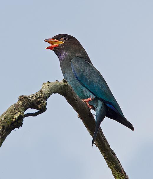  p>三宝鸟(学名: i>eurystomus orientalis /i>)佛法僧科三宝鸟属的