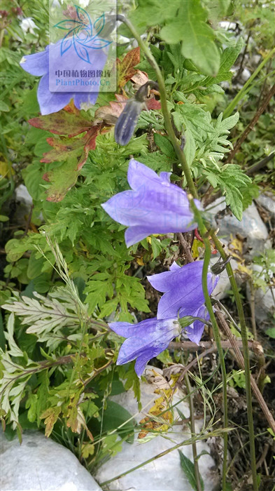  p>云南沙参〔拉丁学名: i>adenophora khasiana /i> (hook. f.