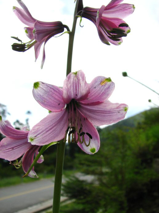  p>大叶假百合(拉丁学名: i>notholirion macrophyllum (d.