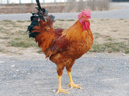  p>大骨鸡,又称庄河鸡.