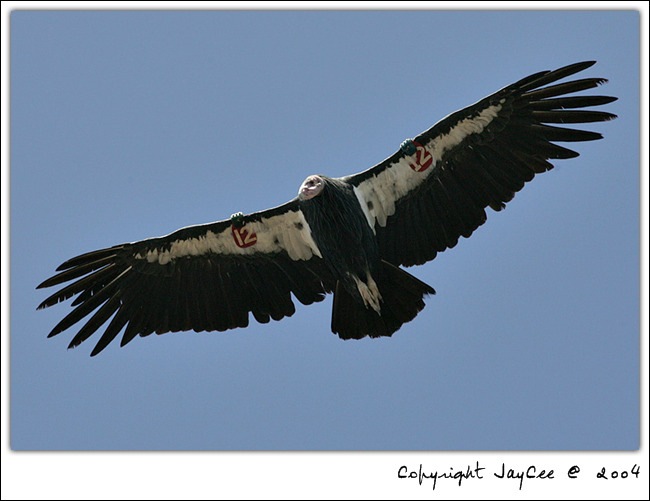  p>美国加州秃鹰是 a target="_blank" href="/item/北美/10447373"