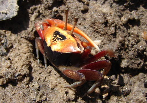 orange fiddler crab