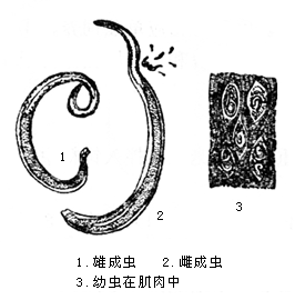  p>猪 a>旋毛虫病 /a>(trichinella spiralis)是由 a href="#" data