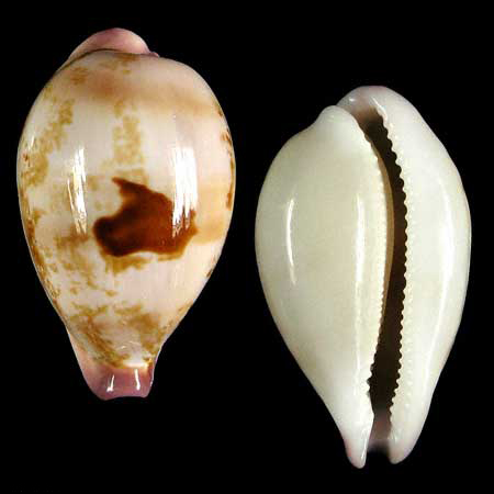  p>平濑宝螺(学名:schilderia hirasei hirasei )是腹足纲宝螺科的 a