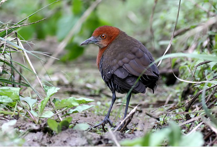  p>斑秧鸡属(学名:rallina )属于鹤形目秧鸡科的 a target="_blank"