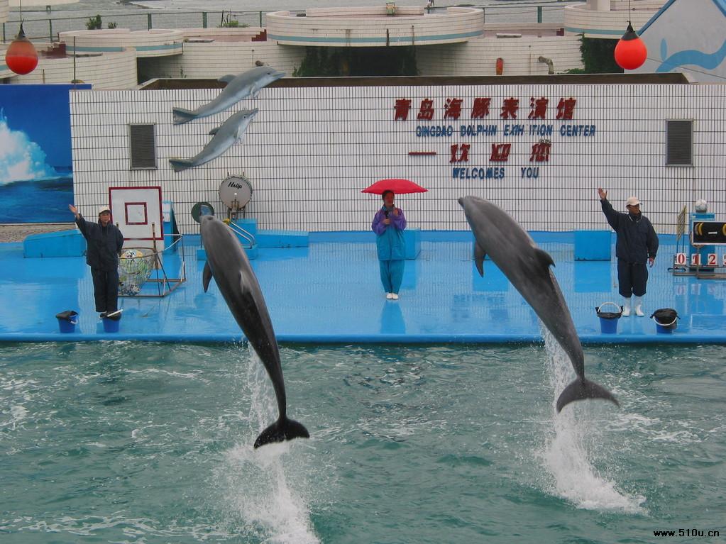 青岛海豚表演馆
