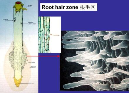 根毛_百度百科