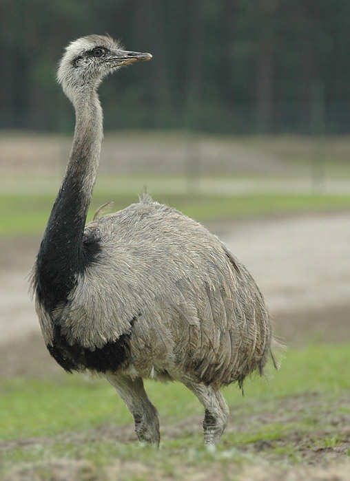  p>大美洲鸵(学名: i>rhea americana /i>)是美洲鸵鸟目美洲鸵鸟科的