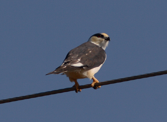 swainsons pearl kite