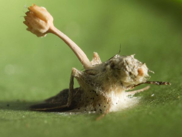  p>僵尸真菌属于真菌类,最初被认为是单一物种,名为"ophiocordyceps