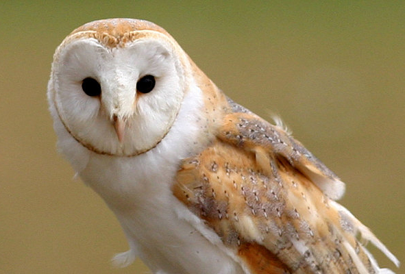  p>仓鸮(学名: i>tyto alba /i>):是鸟纲,草鸮科的中型 a target="