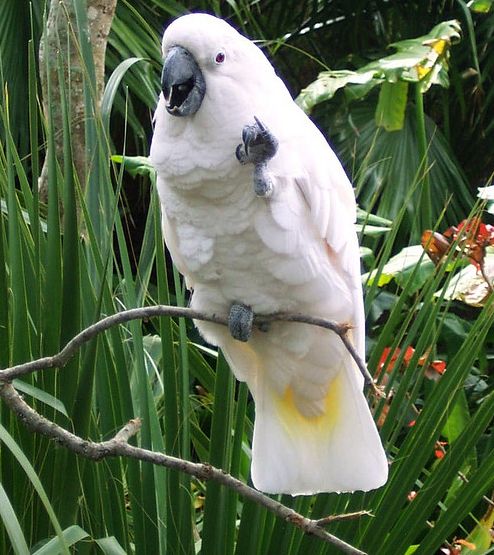 umbrella cockatoo