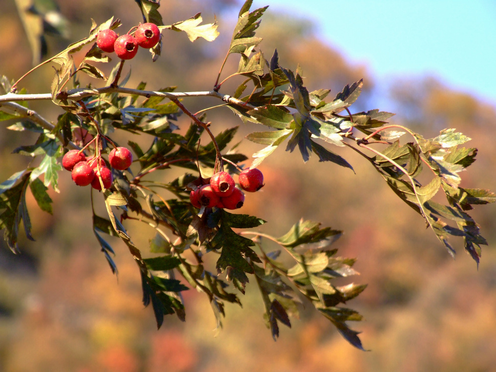  p>山里红(学名: i>crataegus pinnatifida /i> var.  i>major /i> n.