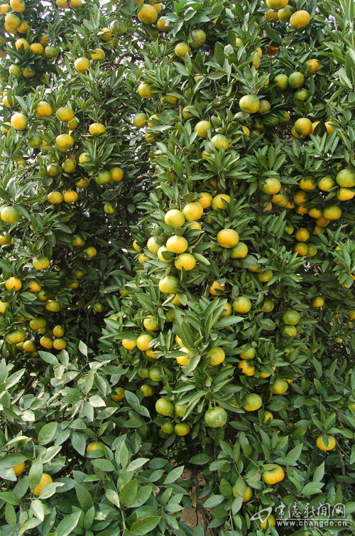 橘树（芸香科植物名）_百度百科