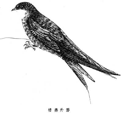 apodidiae