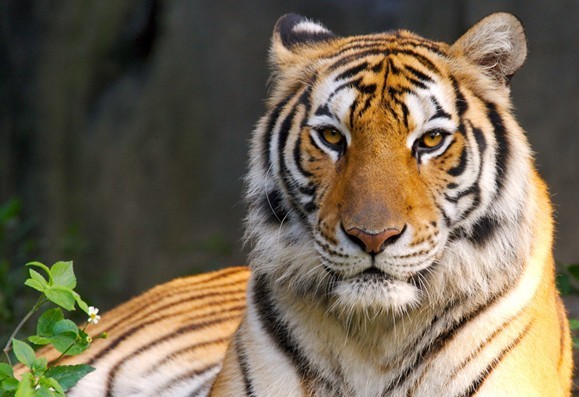 桂林雄森熊虎山庄