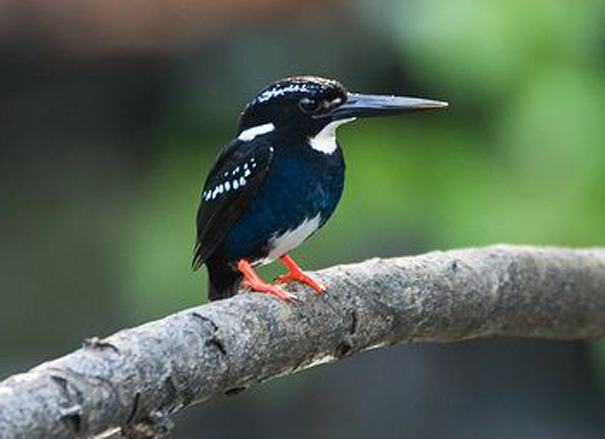  p>银翠鸟(学名: i>alcedo argentata /i>):是一种小型 a href="#"