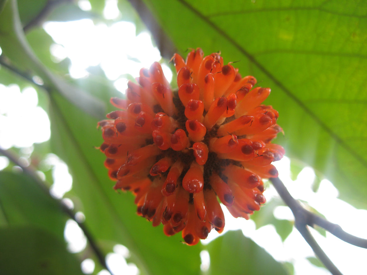 fructus broussonetiae