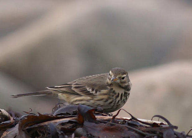  p>黄腹鹨北美亚种(学名:anthus rubescens pacificus)是 a target="
