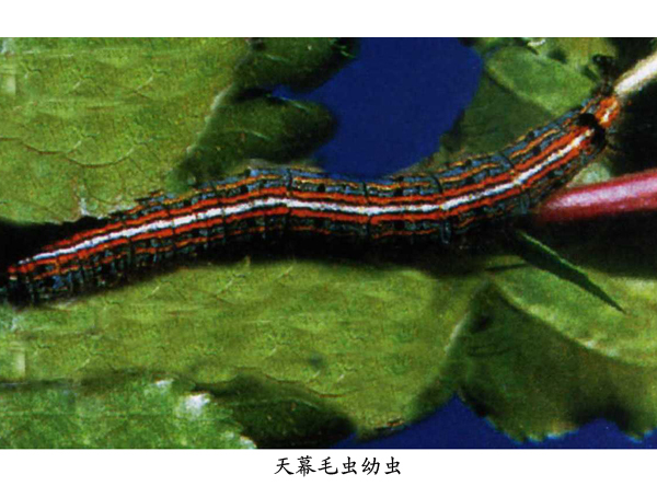  p>天幕毛虫, i>malacosoma neustria testacea /i> motsch,为 a href