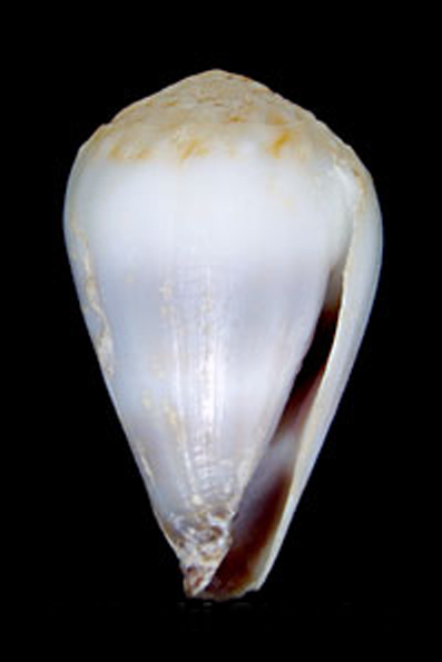 白花环芋螺(学名:harmoniconus nanus)白色,表面无花斑,壳口内呈紫色