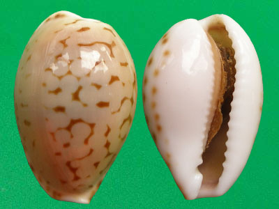  p>蛇皮宝螺(学名:cribrarula pellisserpentis pellisserpentis)是