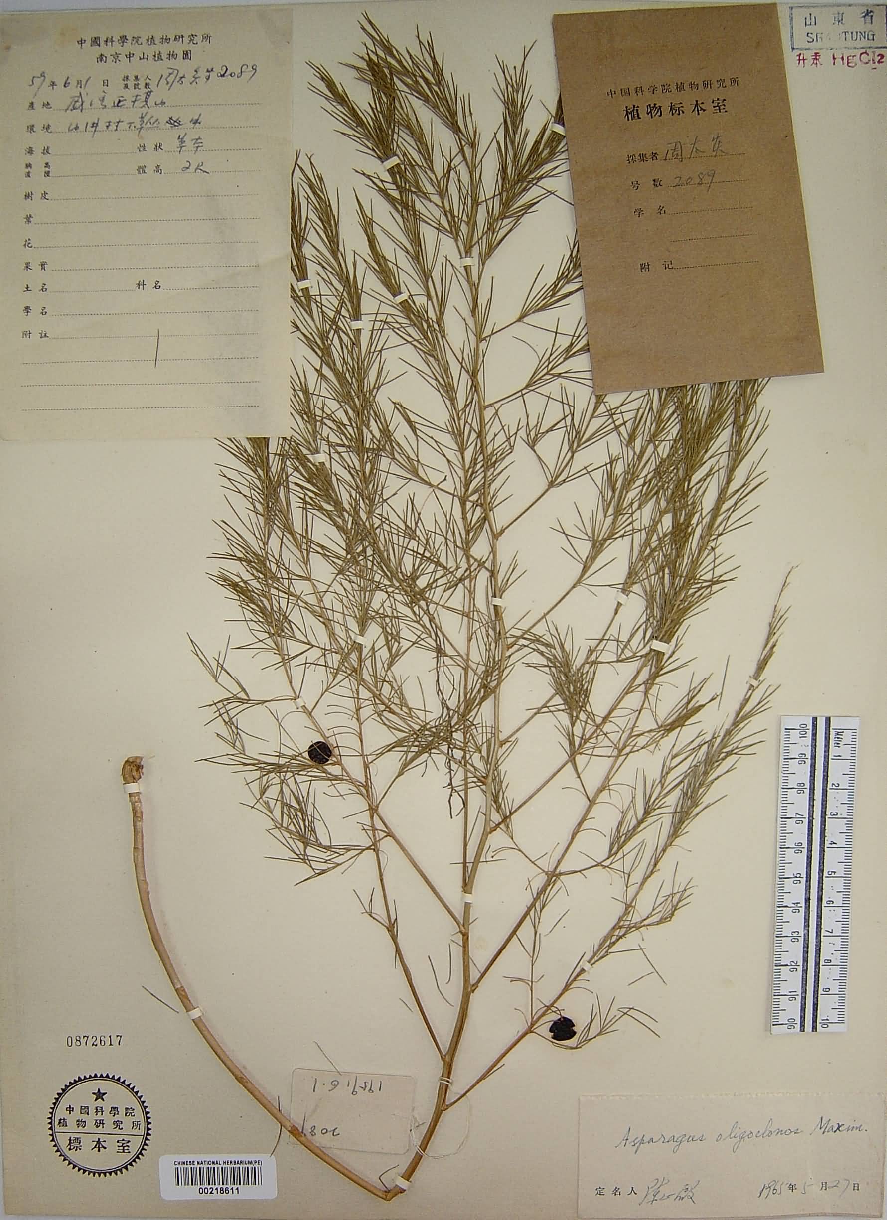  p> b>南玉带 /b>是 a href="#" data-lemmaid="6632464">天门冬科 /a